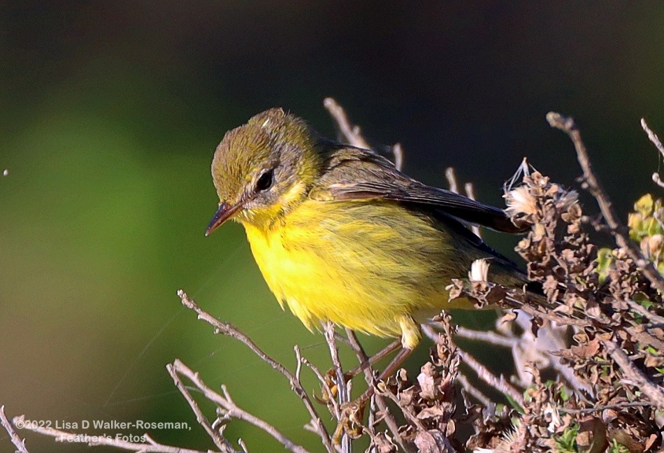 Prairie Warbler - ML497801551