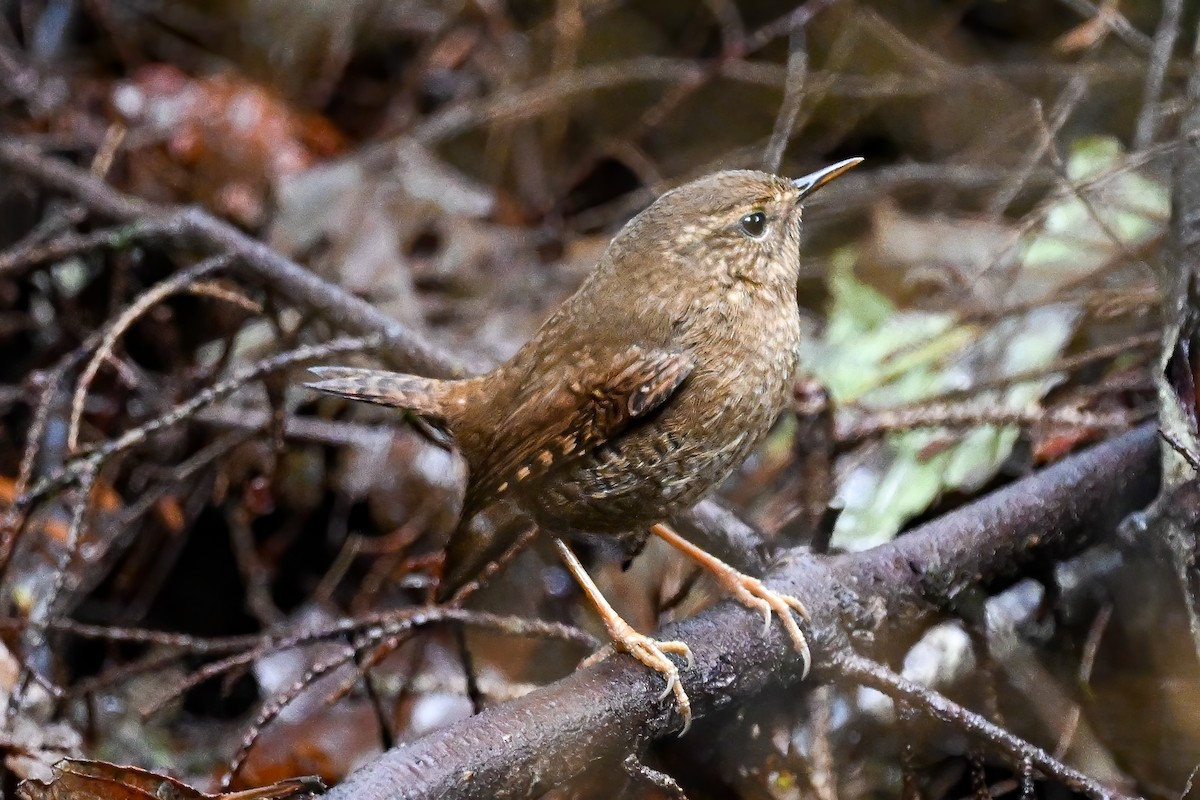 Pacific Wren - Nicole Steger