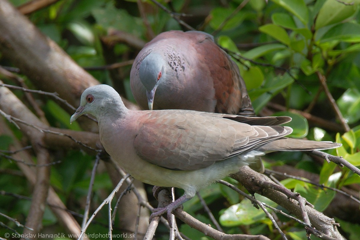 Pigeon de Madagascar - ML497802401