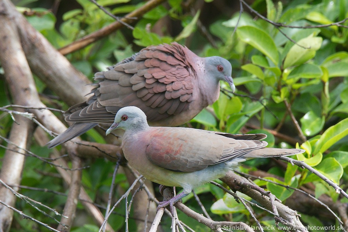 Pigeon de Madagascar - ML497802421