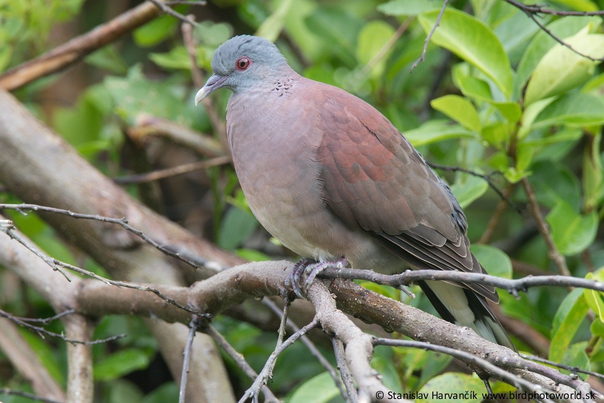 Pigeon de Madagascar - ML497802431