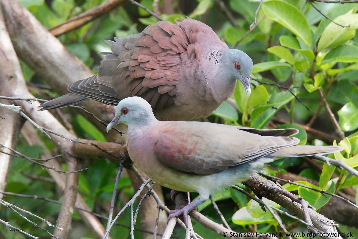 Pigeon de Madagascar - ML497802441