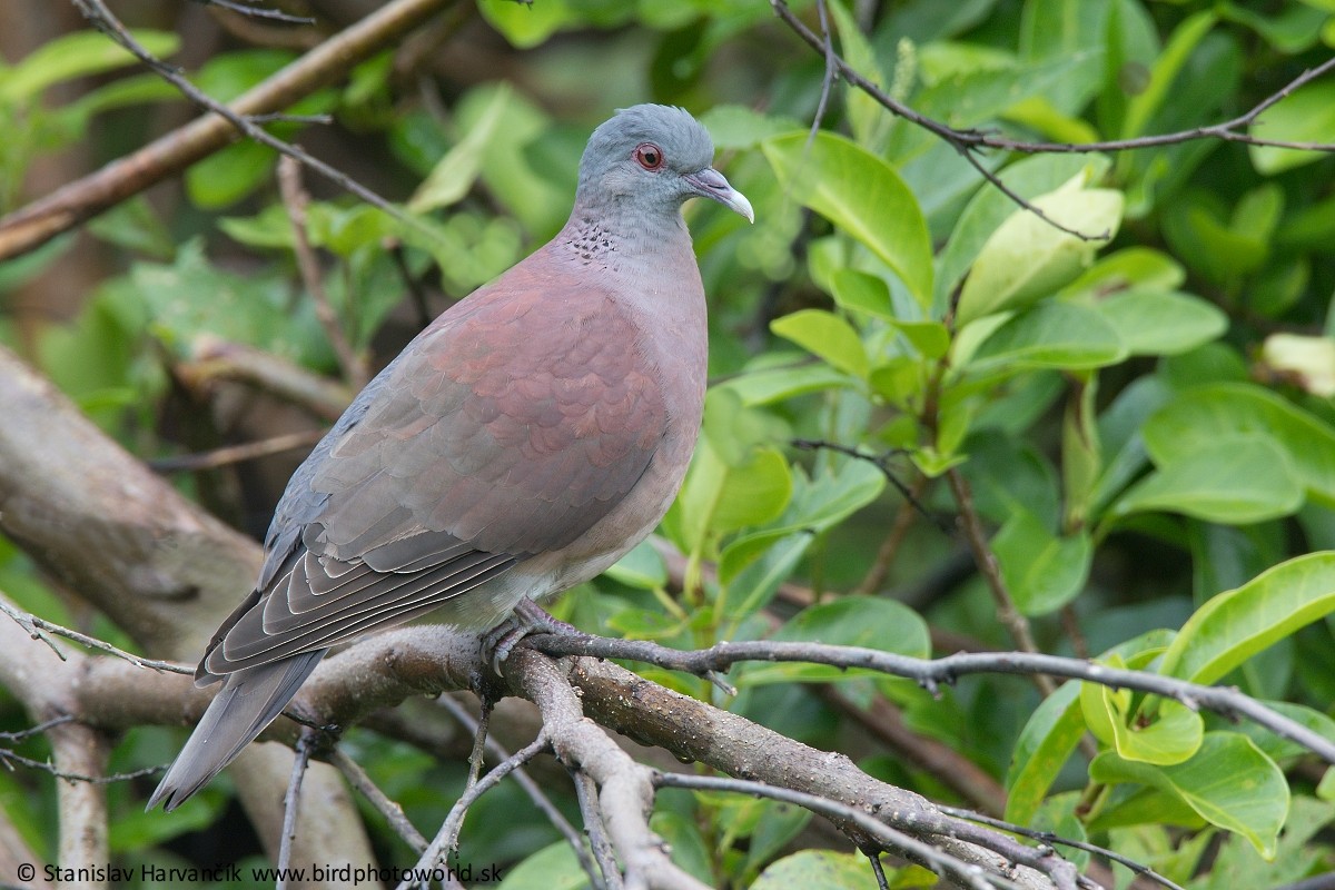 Pigeon de Madagascar - ML497802451