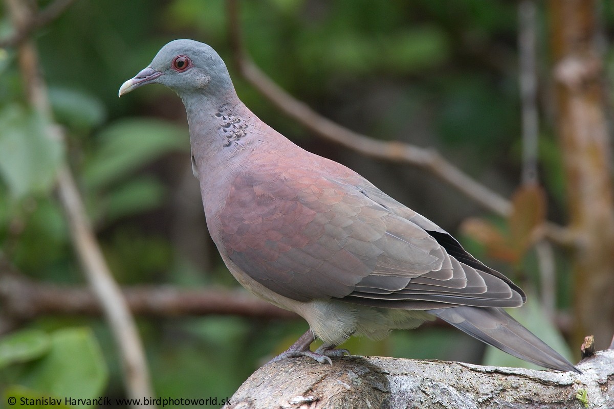 Pigeon de Madagascar - ML497802461