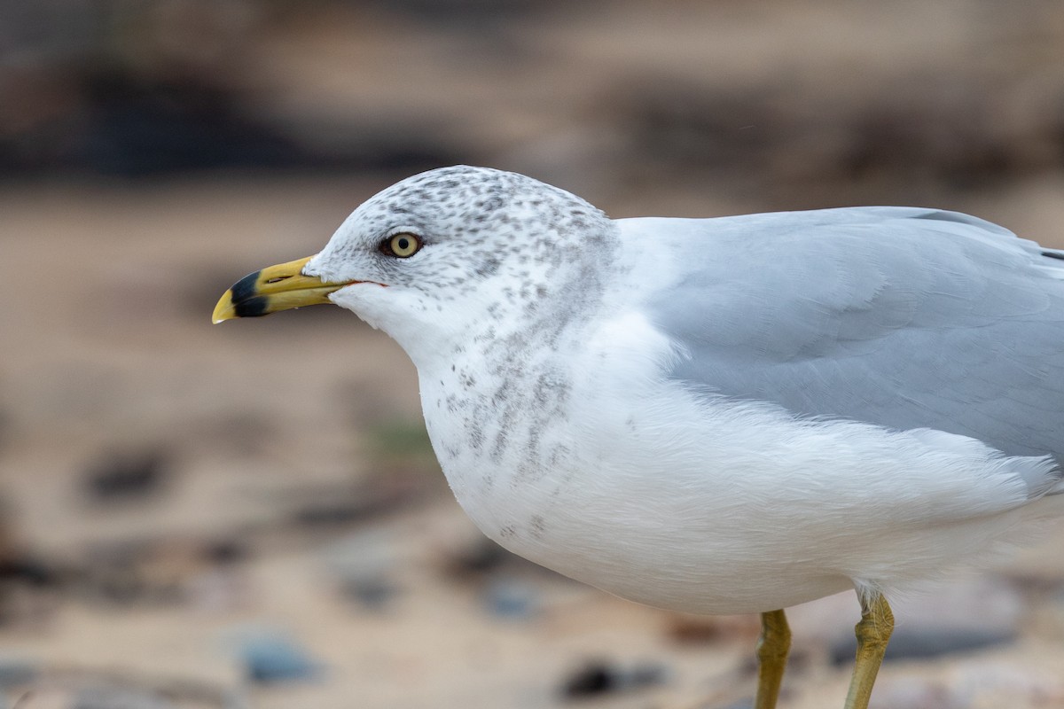 Ring-billed Gull - ML497804221