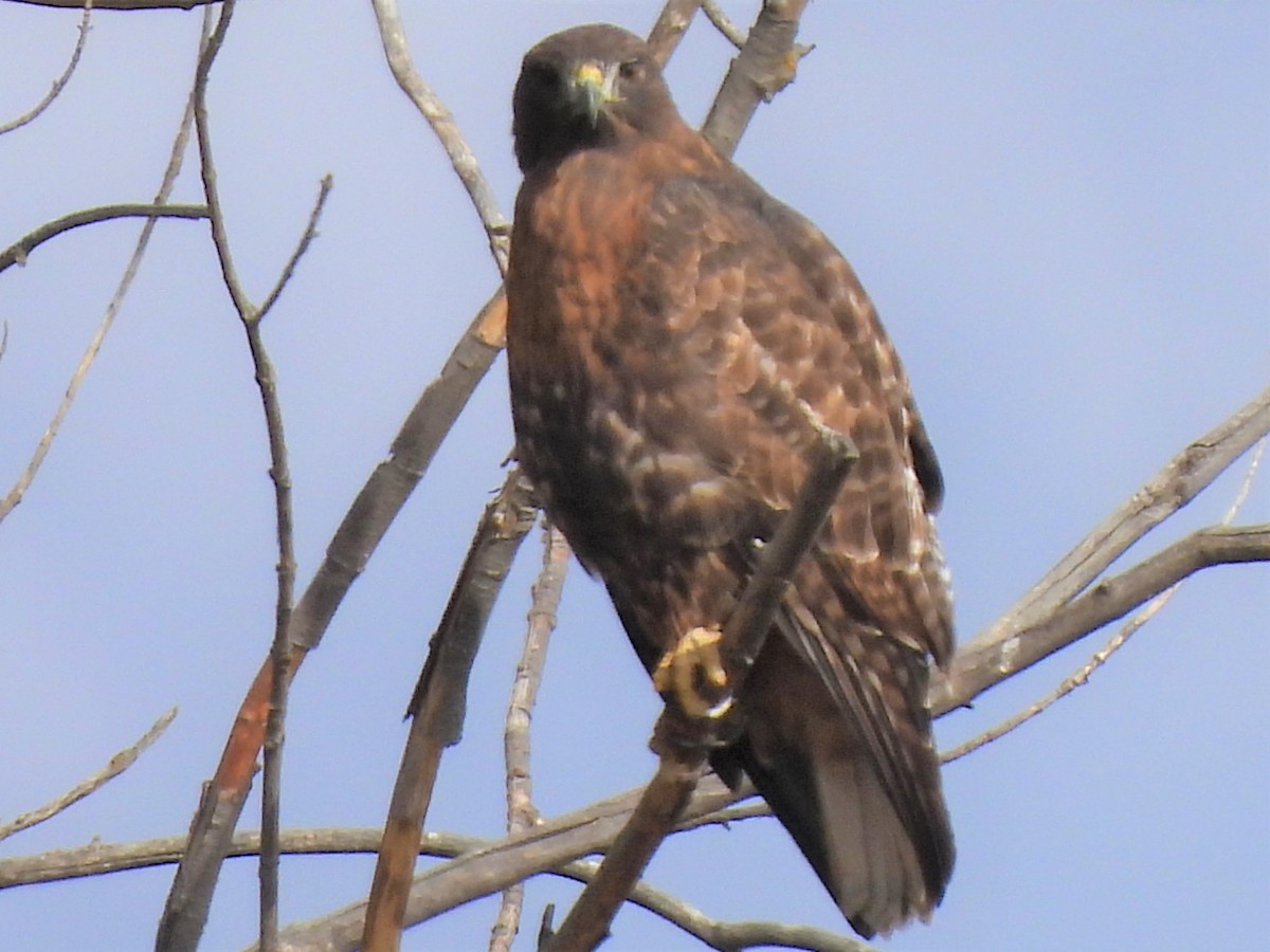 Red-tailed Hawk - ML497805601