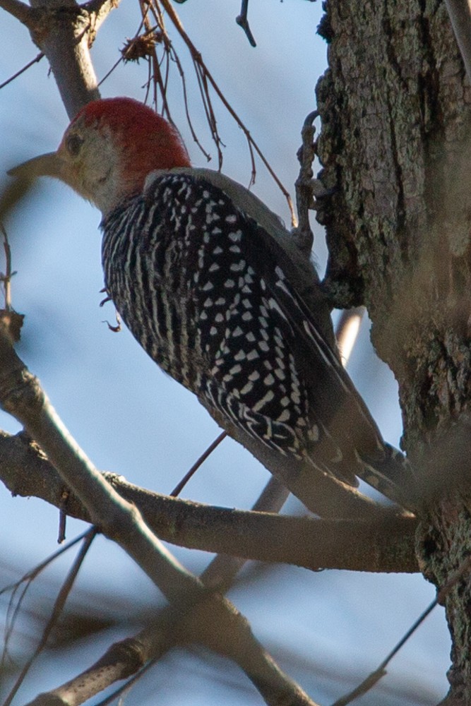 Red-bellied Woodpecker - ML497806261