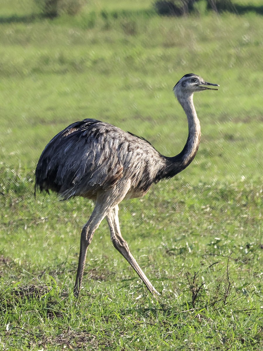 Greater Rhea - Alejandro Pinto_TanagerPhotoTours