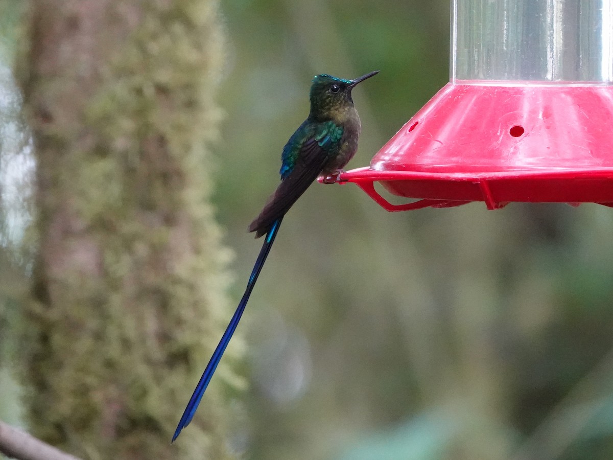 Violet-tailed Sylph - ML497812111