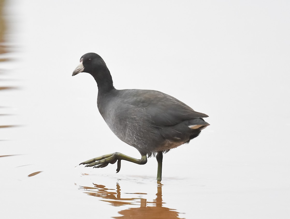 American Coot - ML497812371