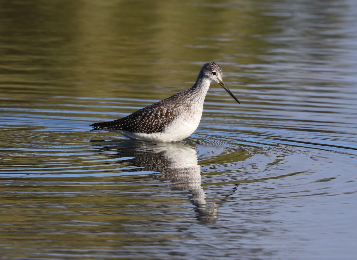 Greater Yellowlegs - ML497813091