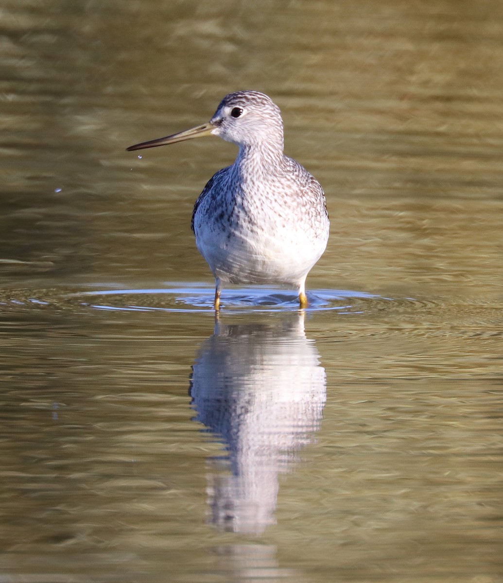 Greater Yellowlegs - ML497813211