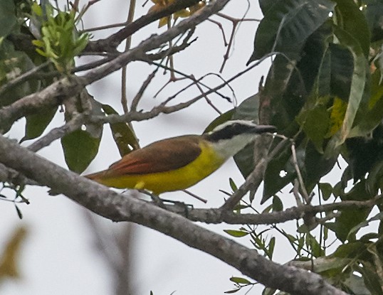 Great Kiskadee - ML49781341