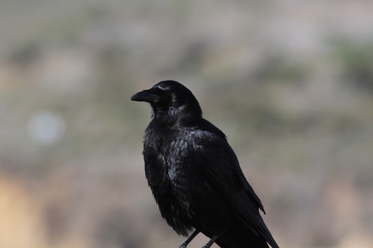 American Crow - ML497813821