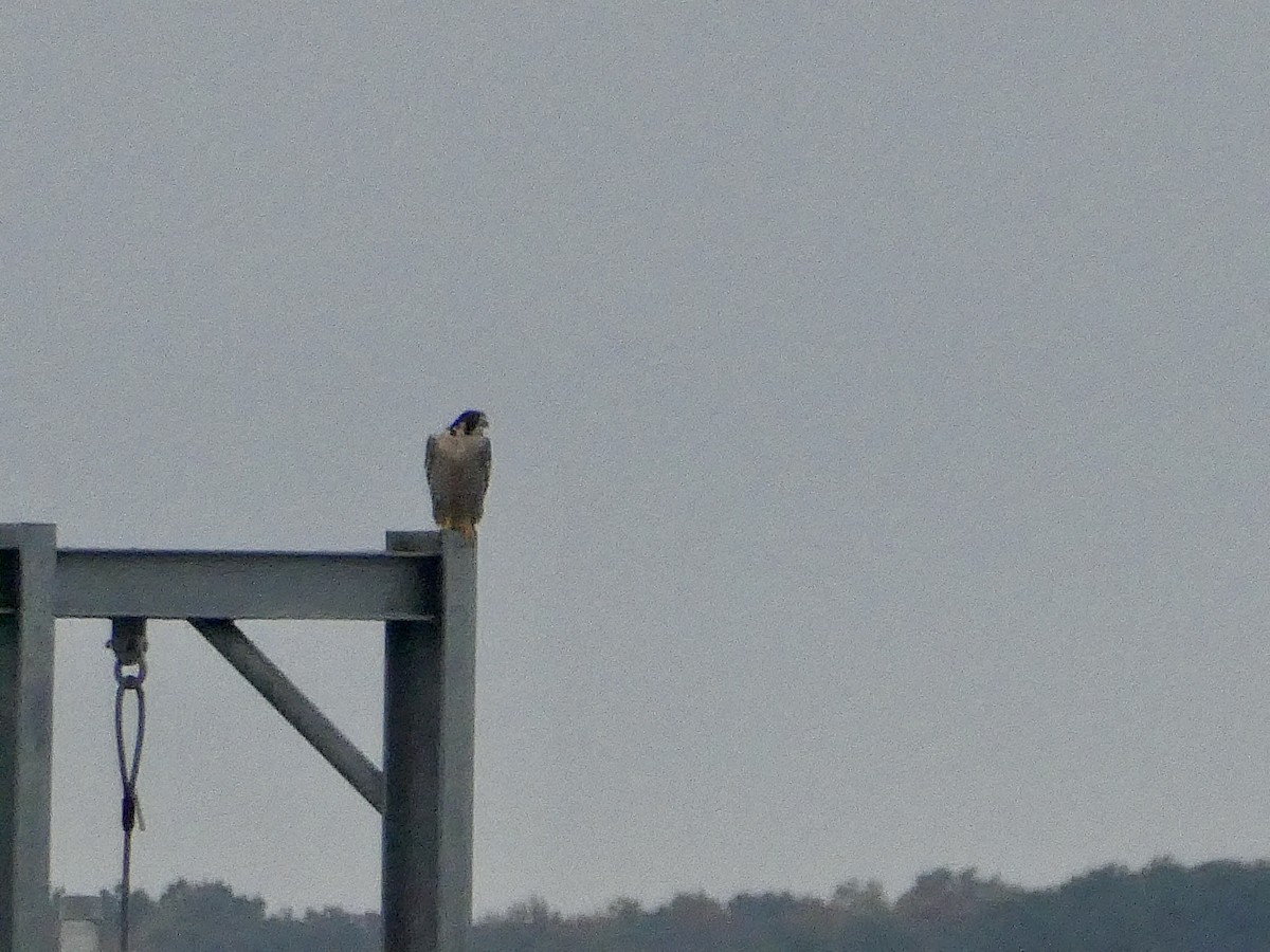 Peregrine Falcon - Randy Gonzalez