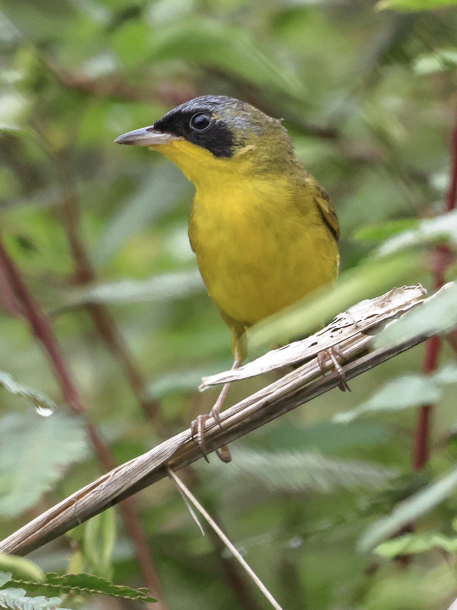 Southern Yellowthroat - ML497819201