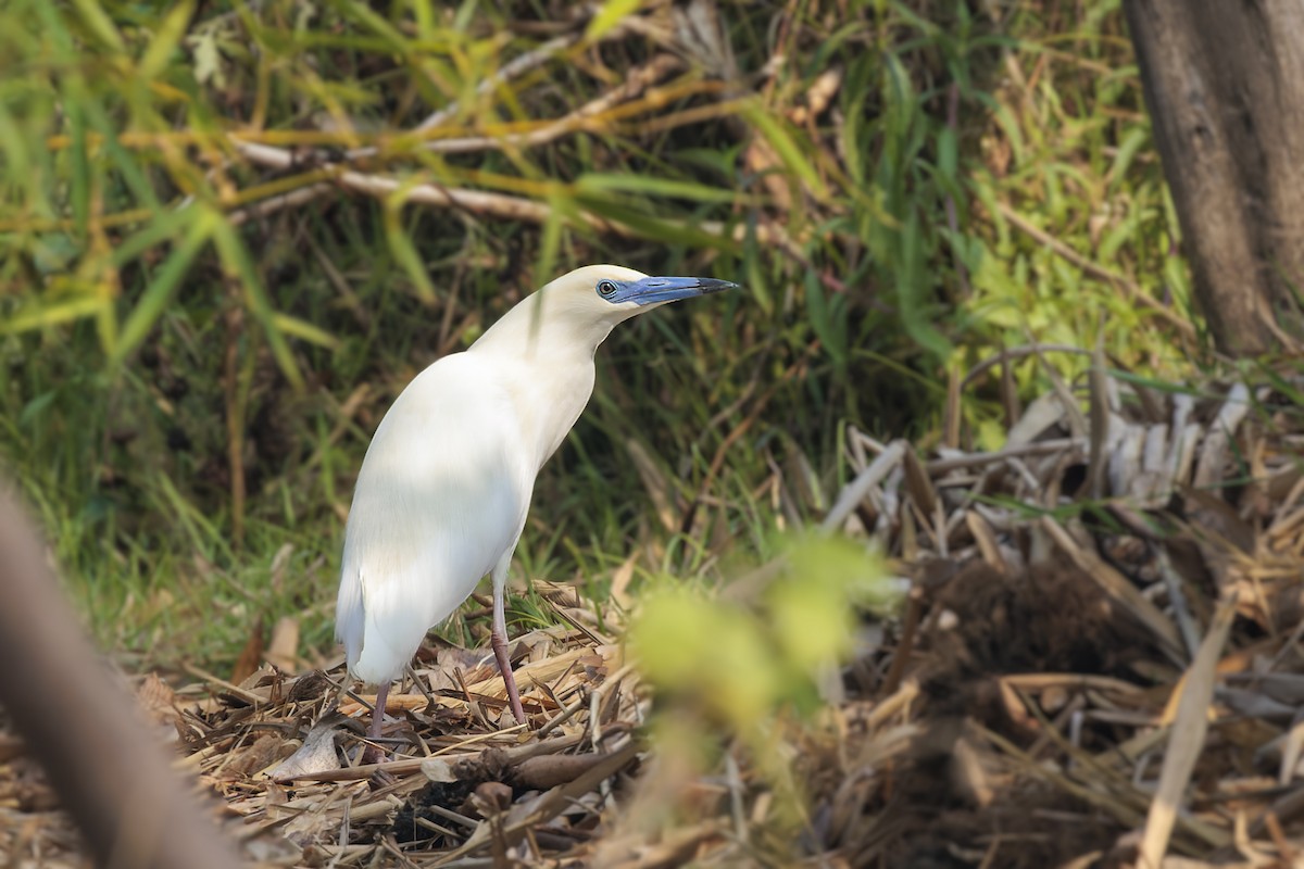 Malagasy Pond-Heron - Bradley Hacker 🦜