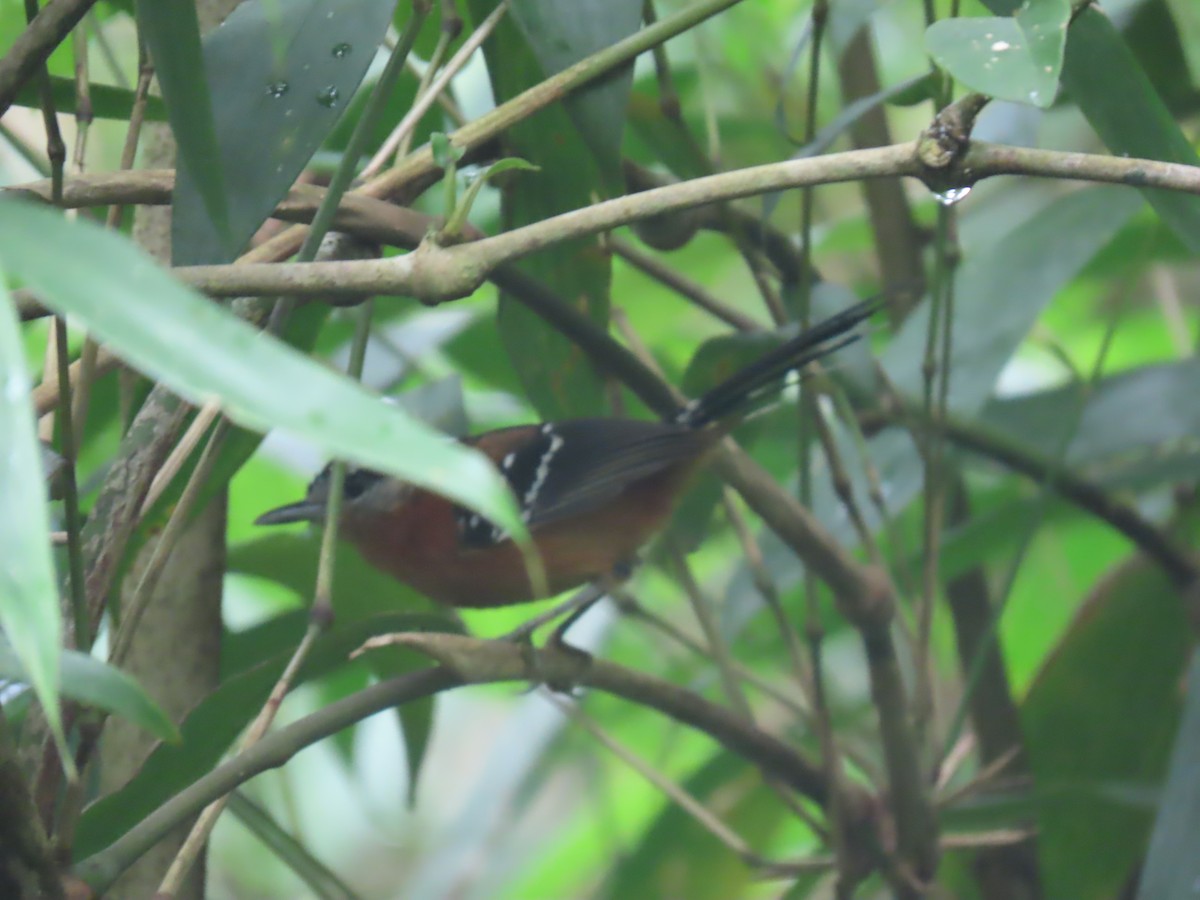 Ferruginous Antbird - ML497821611