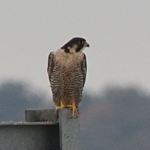 Peregrine Falcon - ML497821681