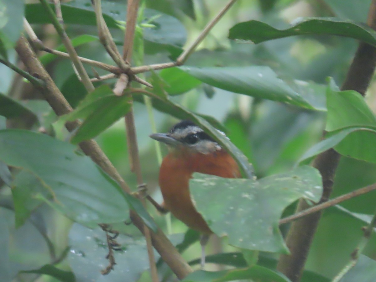 Ferruginous Antbird - ML497821721