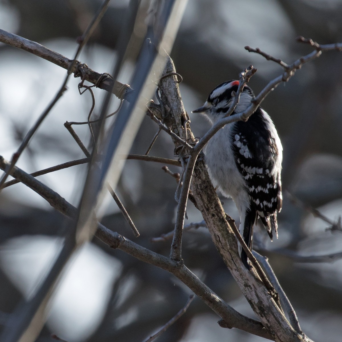 Downy Woodpecker - ML497822341