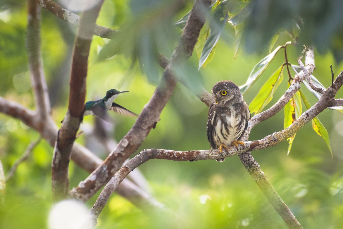 Amazonian Pygmy-Owl - ML497822581