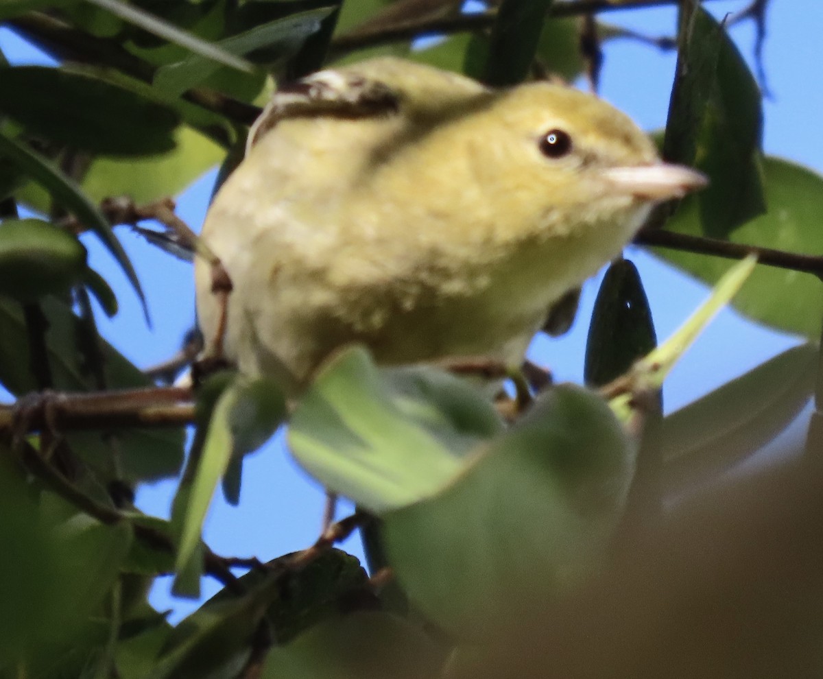 Bay-breasted Warbler - David Trissel