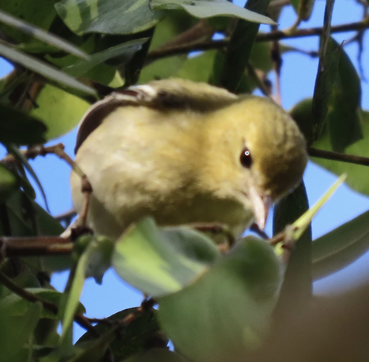 Bay-breasted Warbler - David Trissel