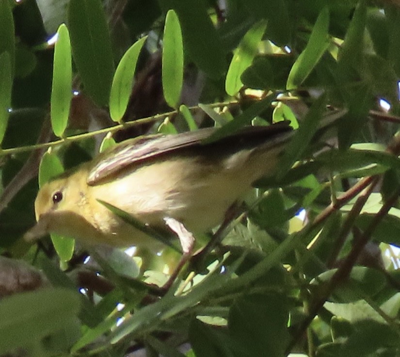 Bay-breasted Warbler - David Trissel