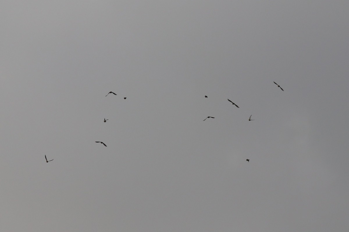 bobolink americký - ML497830741