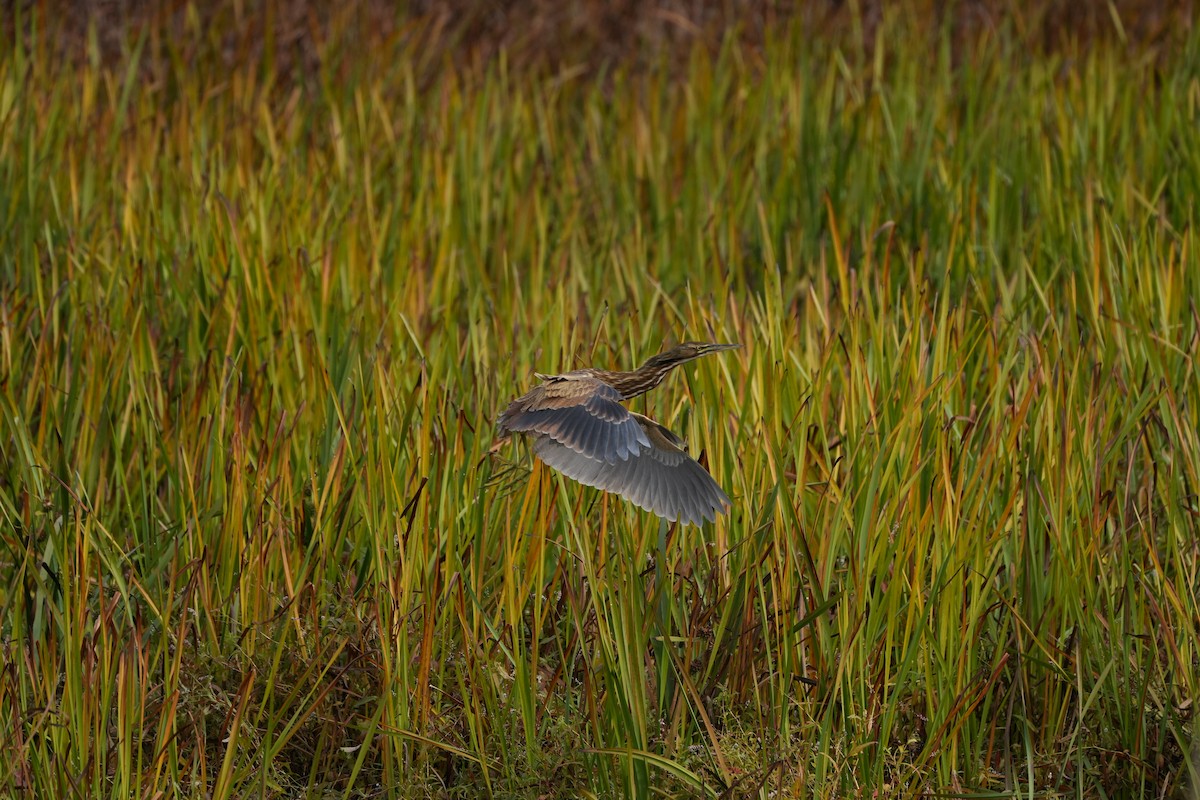 American Bittern - Joe RouLaine