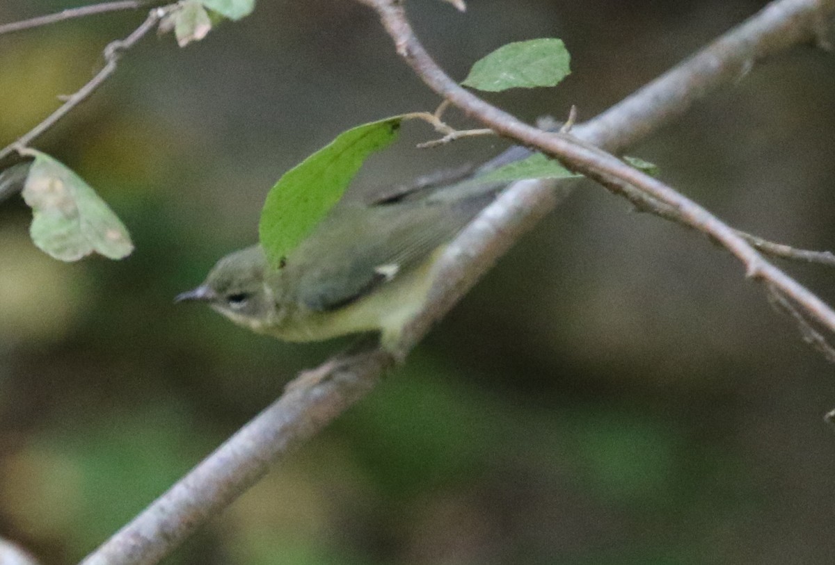 Black-throated Blue Warbler - ML497832881