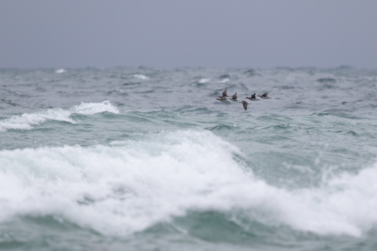 Long-tailed Duck - ML497833271