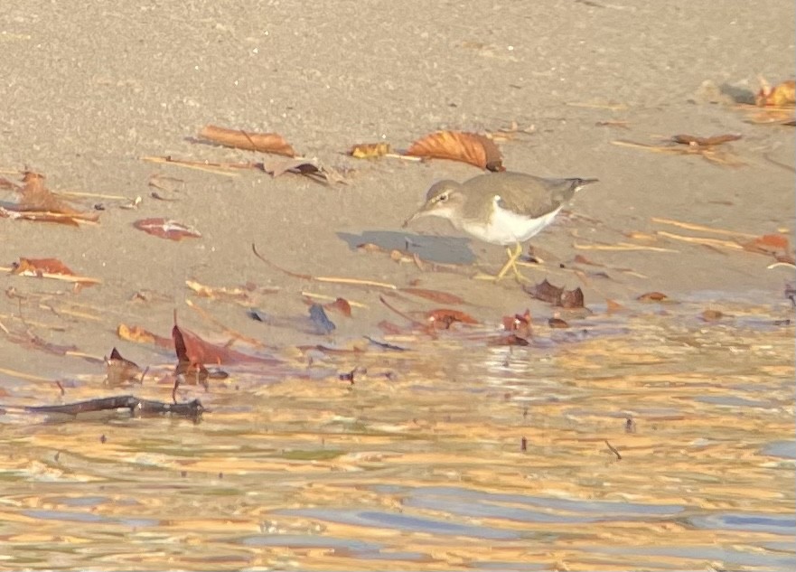 Spotted Sandpiper - ML497835821