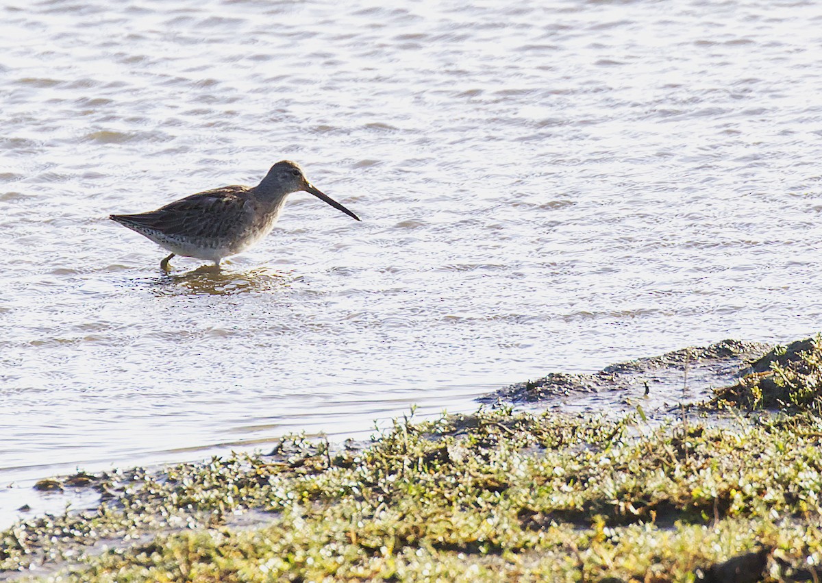 Long-billed Dowitcher - ML497836241