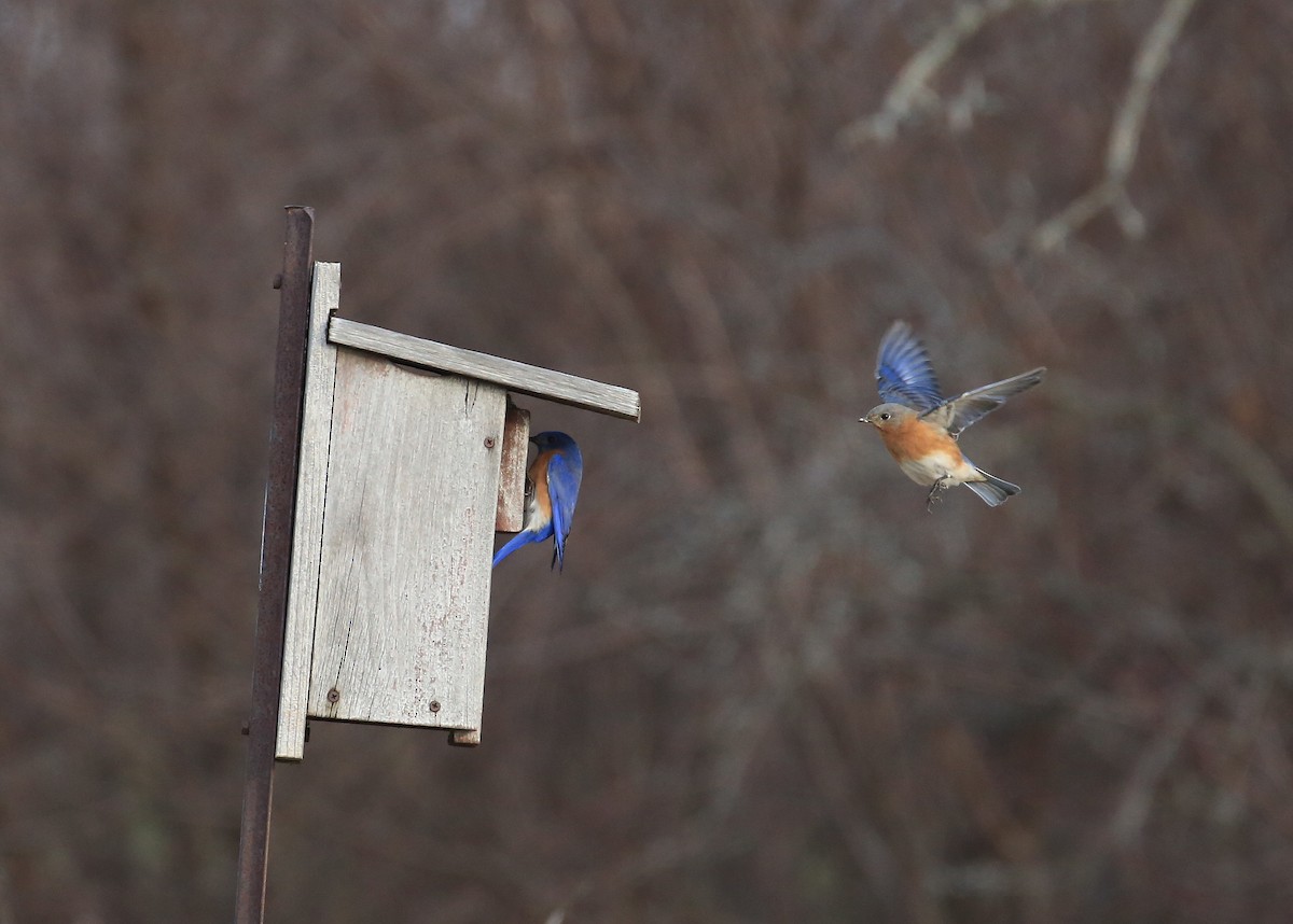 Eastern Bluebird - Tim Lenz