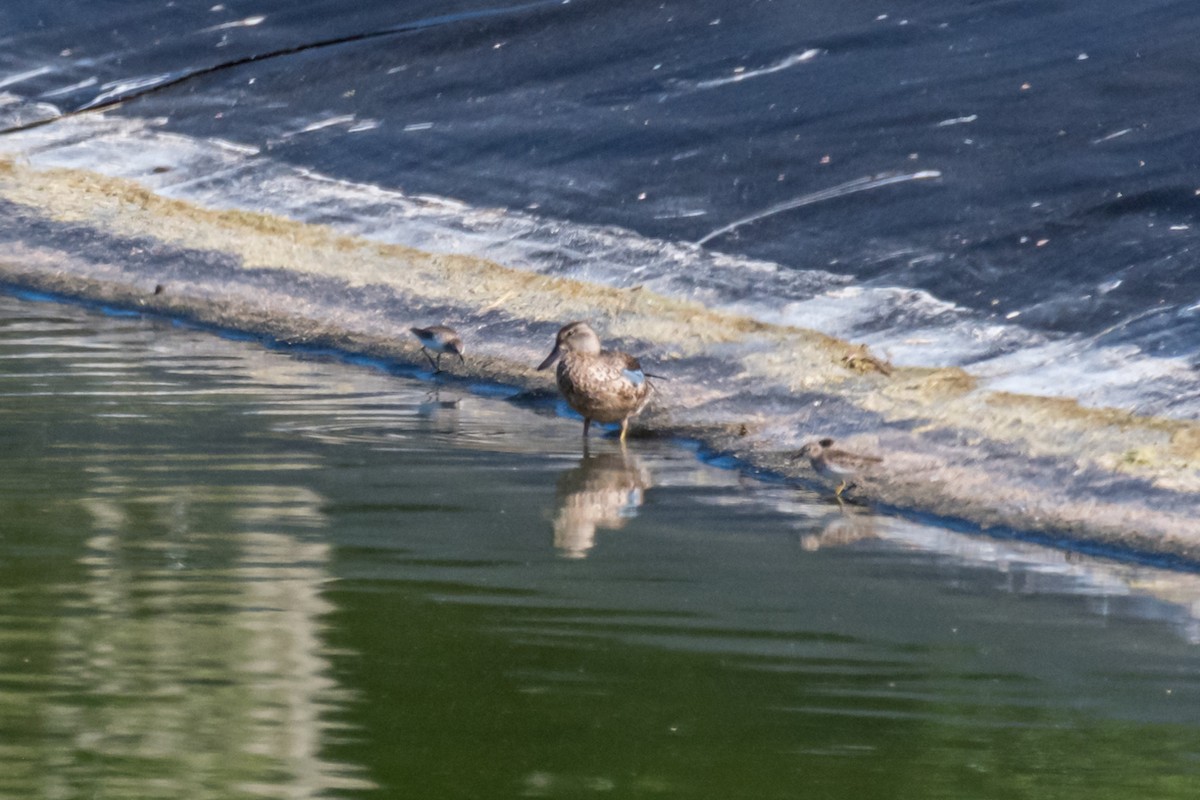 Blue-winged Teal - ML497837981