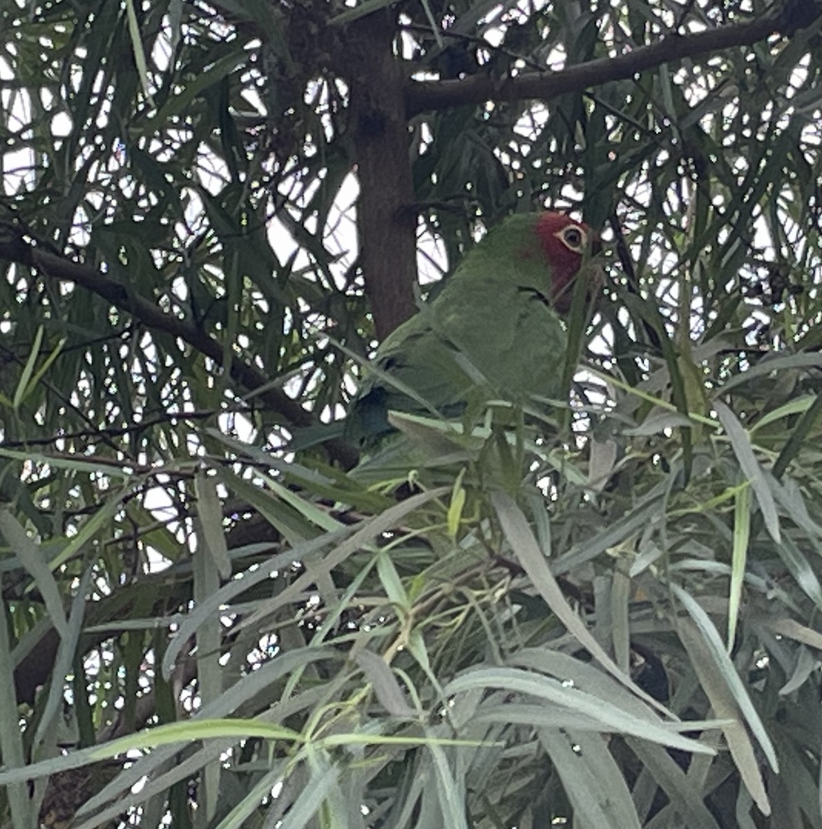 Conure à tête rouge - ML497838311