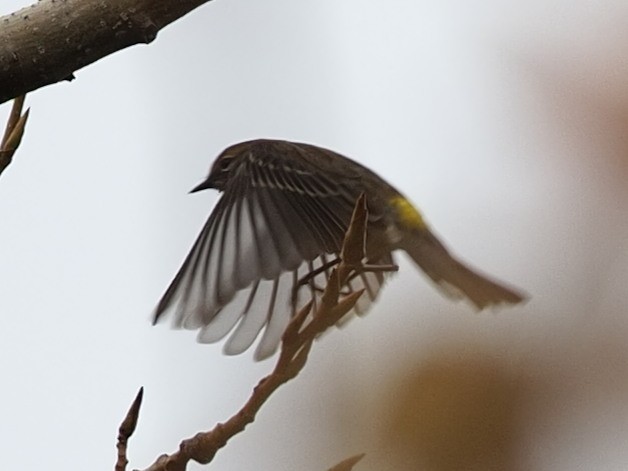Yellow-rumped Warbler - ML497839681