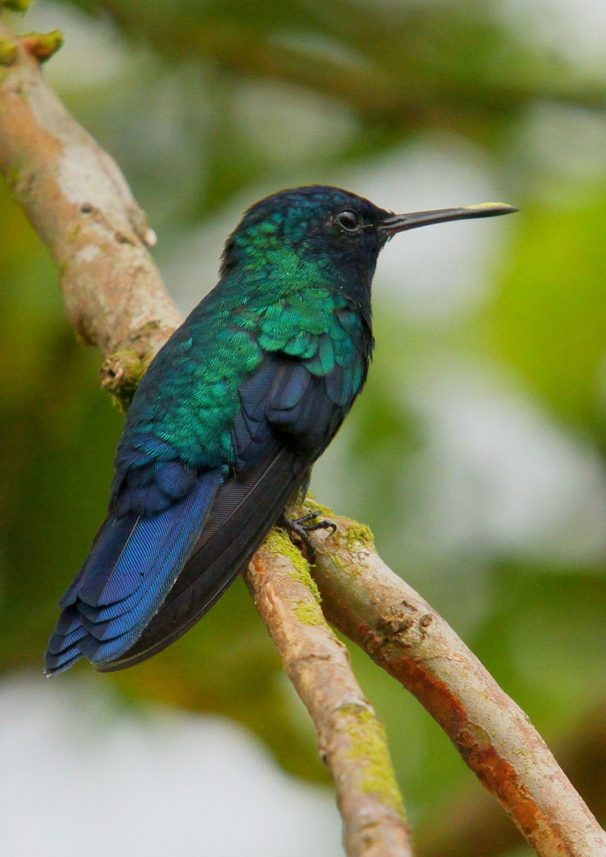 Blue-headed Hummingbird - Vincent Rufray