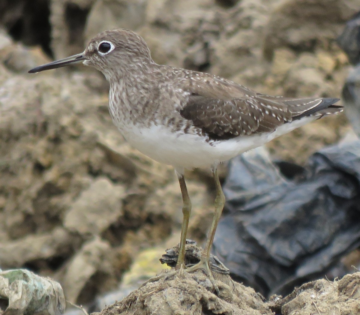 Solitary Sandpiper - Peter Colasanti