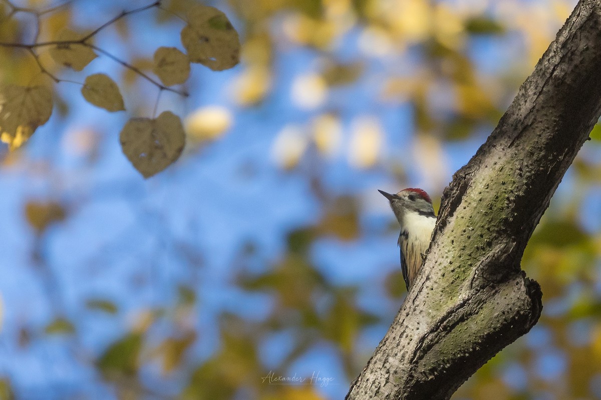 Middle Spotted Woodpecker - ML497844031