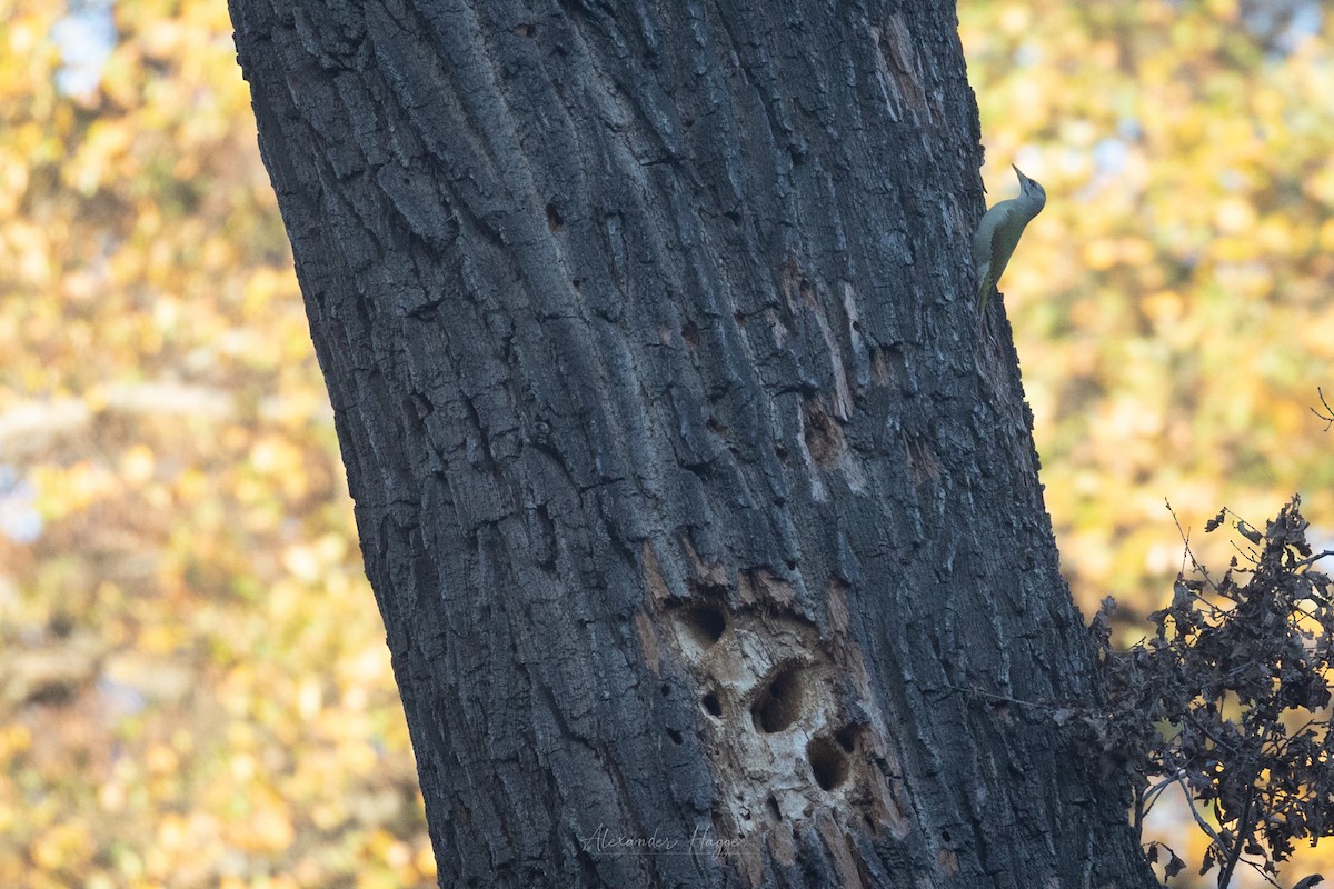 Gray-headed Woodpecker - ML497844081