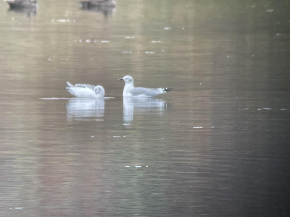 Laughing Gull - ML497845591