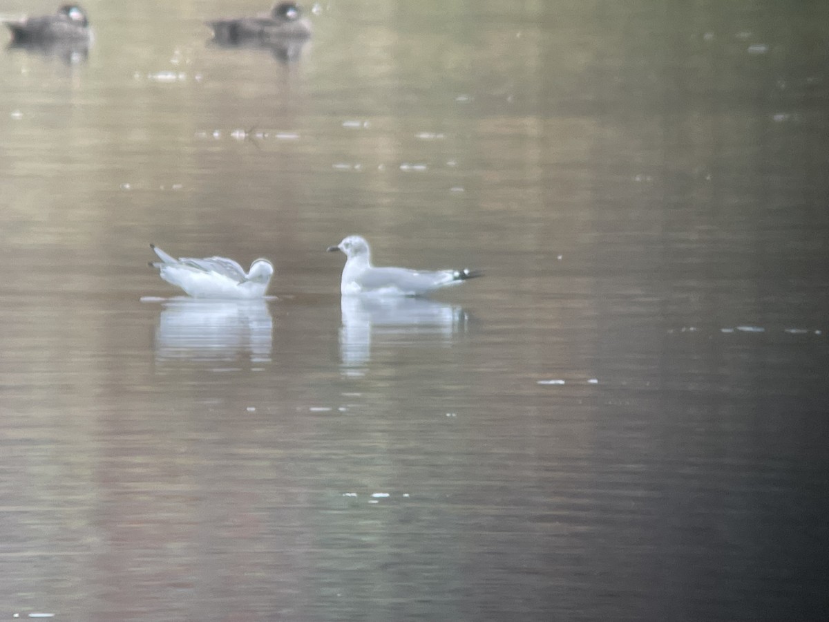 Laughing Gull - ML497845611