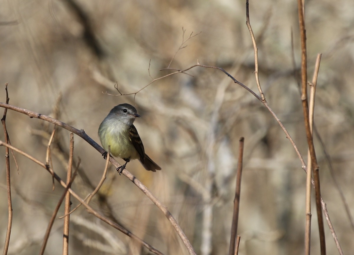 Plain Tyrannulet - ML497845821