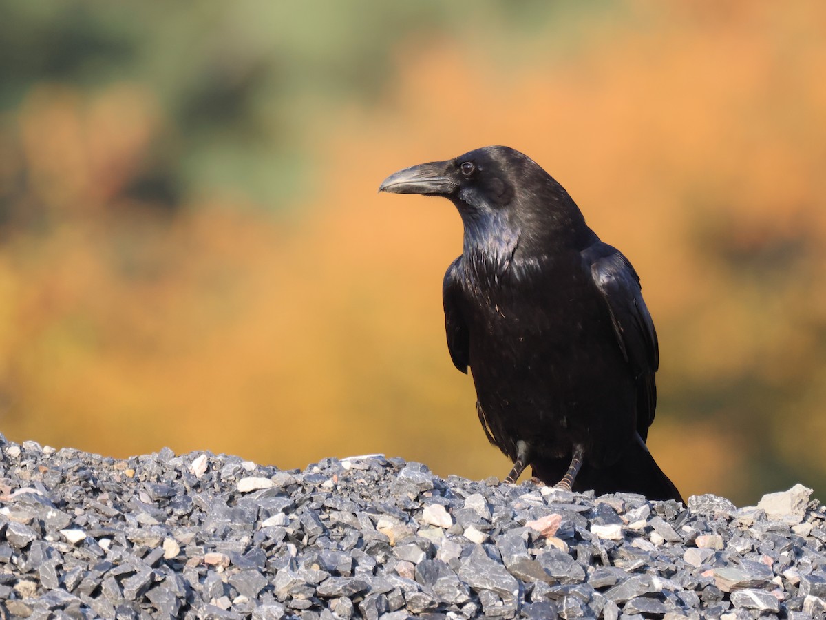 Common Raven - Andy Wilson