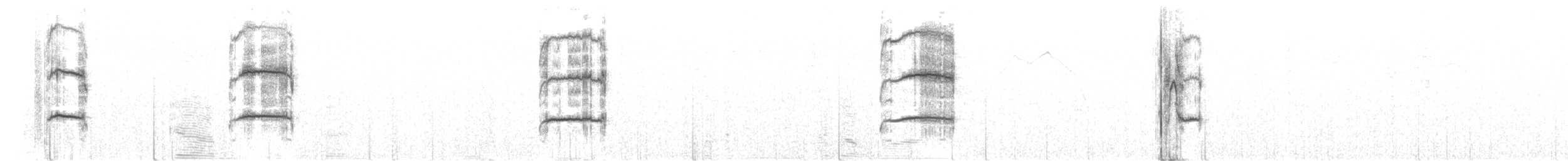 Светлобрюхий фиби - ML497847391