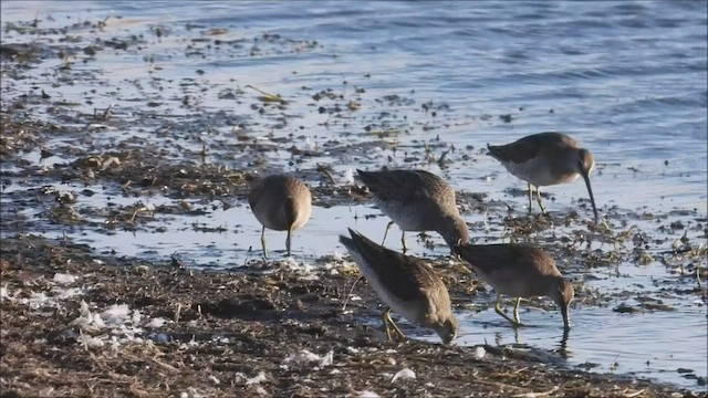 Long-billed Dowitcher - ML497847771