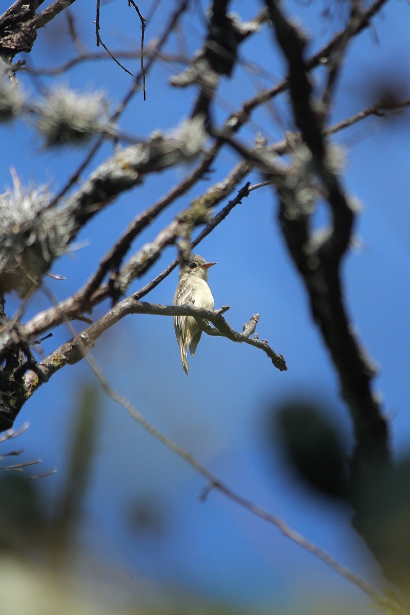 Greater Pewee - ML497849671